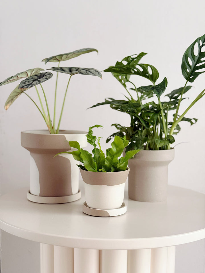 Stillflow Planter with Saucer