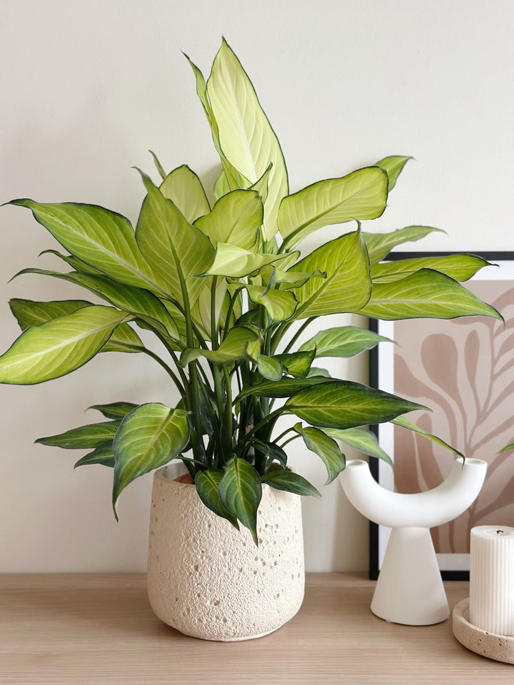 Tuff Terra Flowerpot