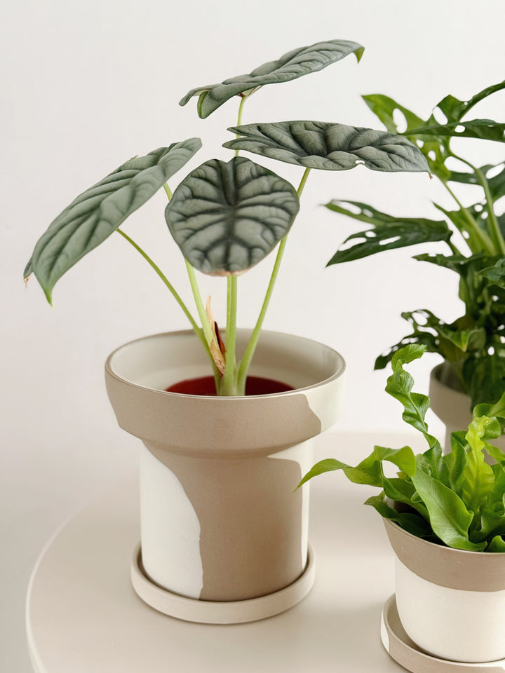 Stillflow Planter with Saucer