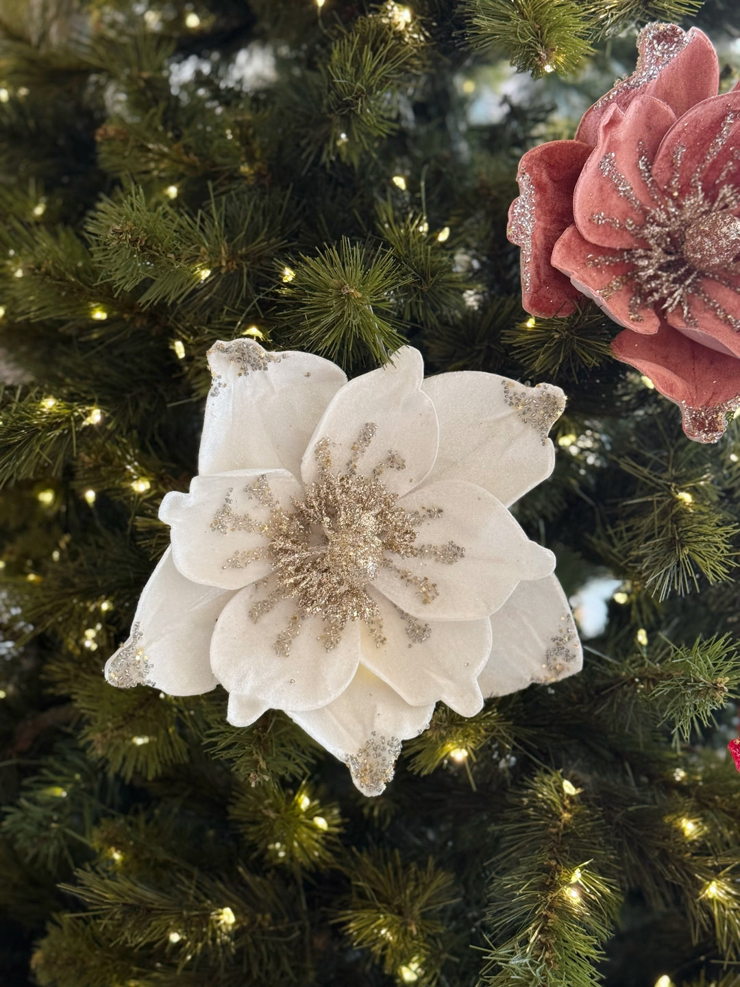 Velvet Radiance Poinsettia (4 colours)