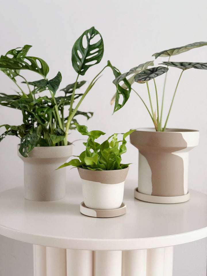 Stillflow Planter with Saucer