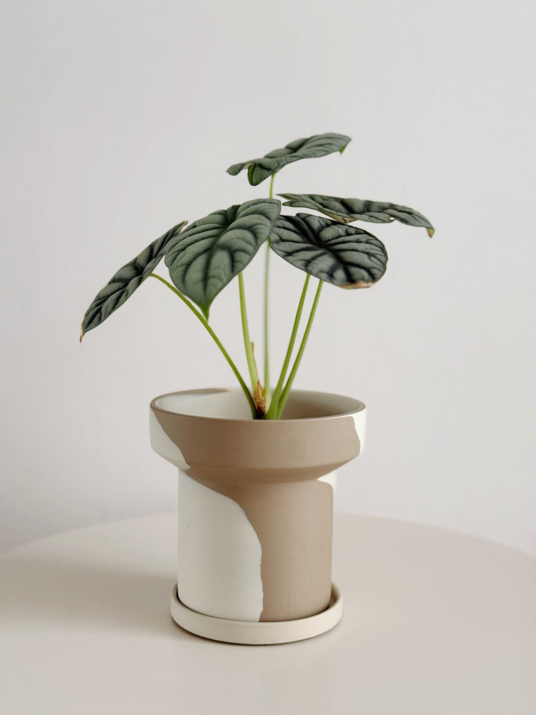 Stillflow Planter with Saucer