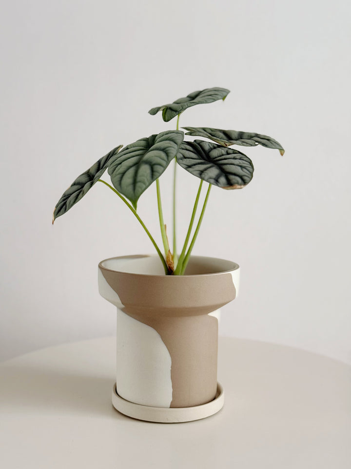 Stillflow Planter with Saucer