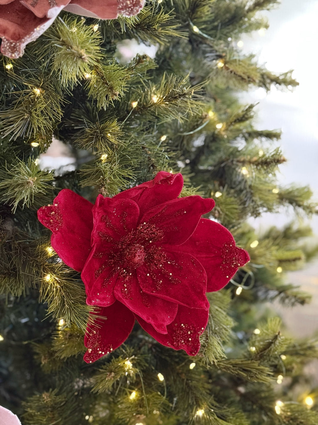 Velvet Radiance Poinsettia (4 colours)