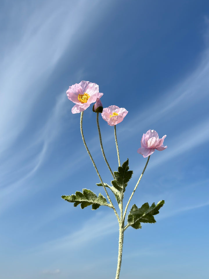 Pastel Poppy (6 colours)