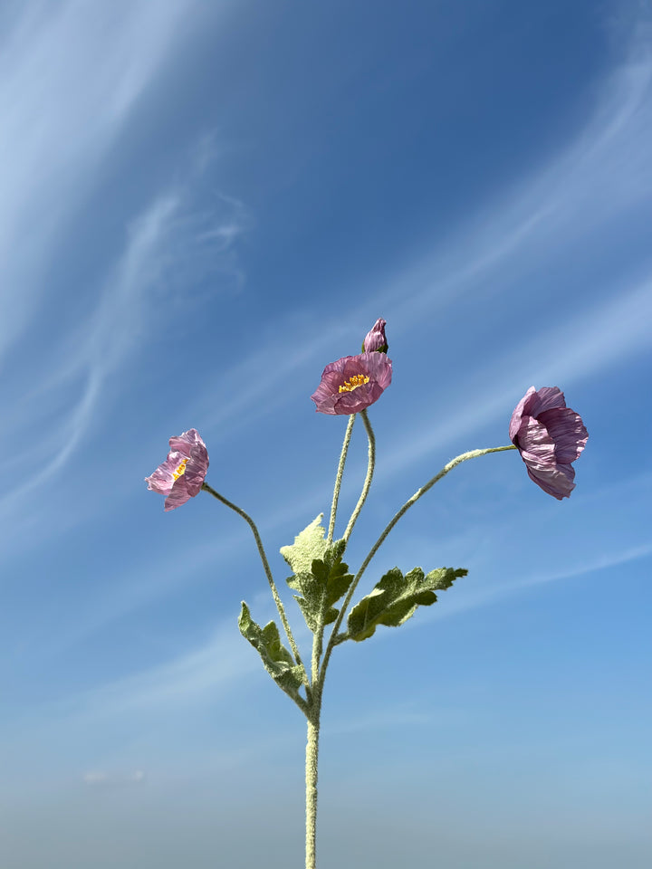 Pastel Poppy (6 colours)