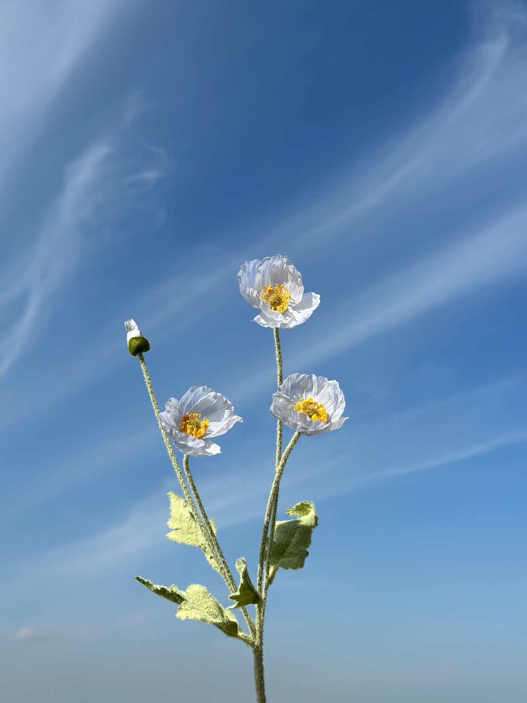 Pastel Poppy (6 colours)