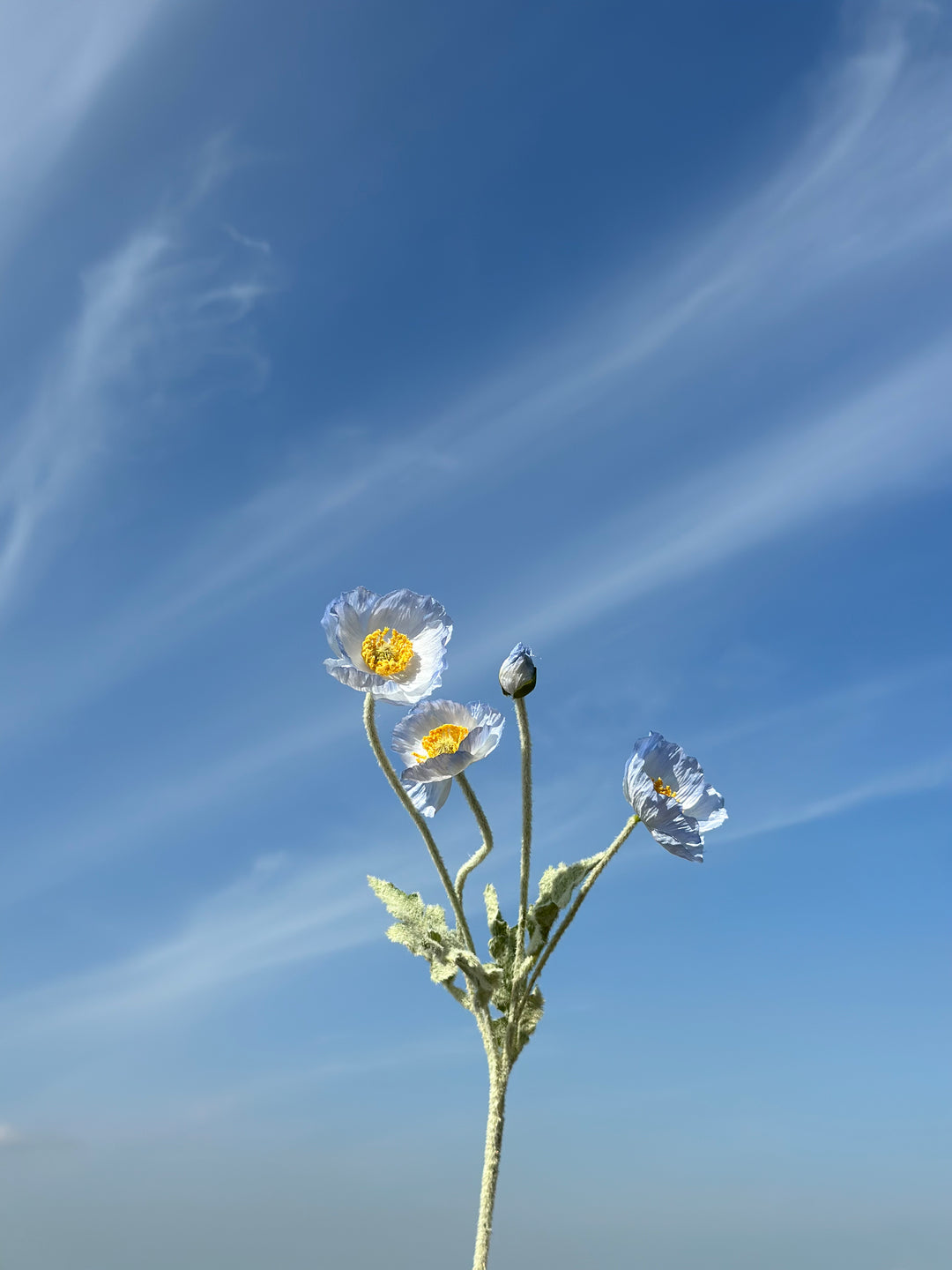Pastel Poppy (6 colours)