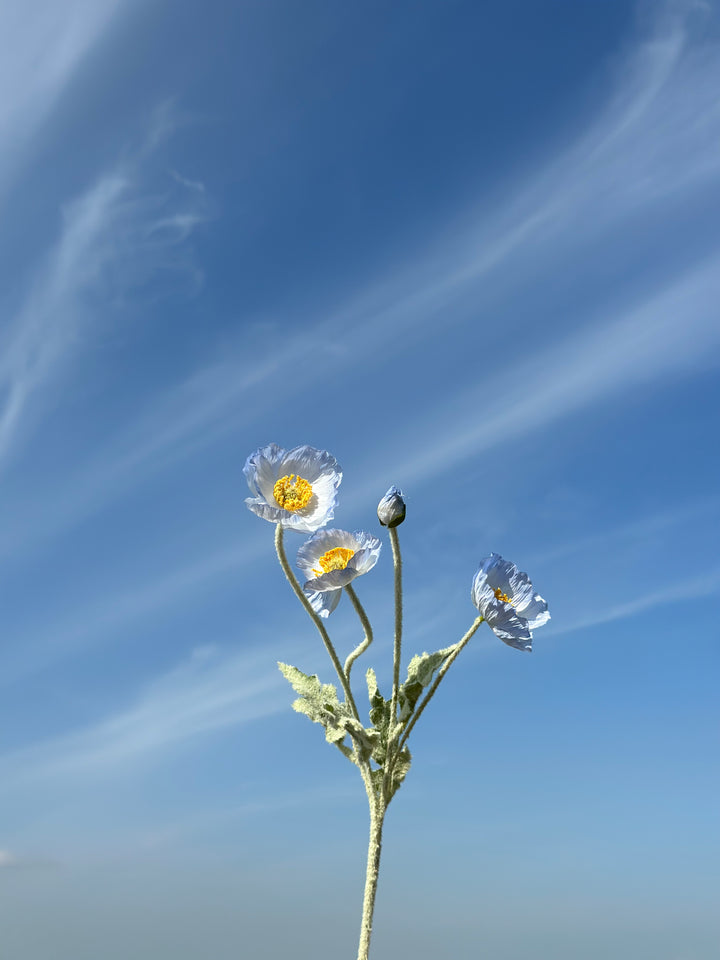 Pastel Poppy (6 colours)