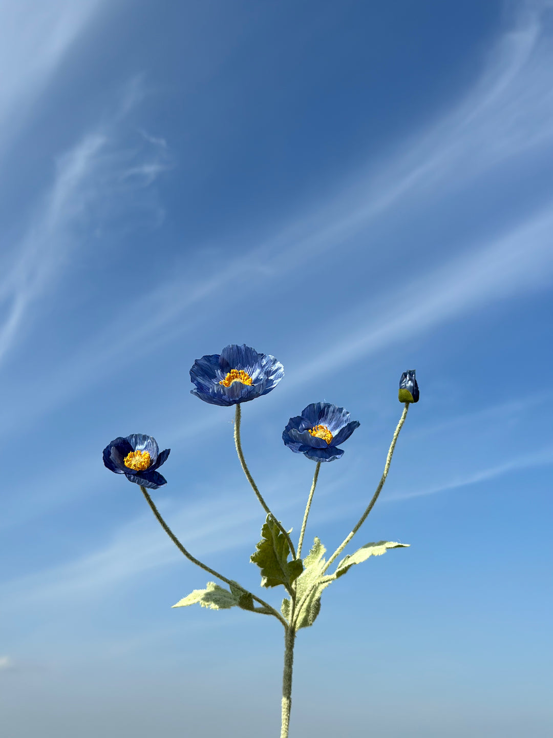 Pastel Poppy (6 colours)