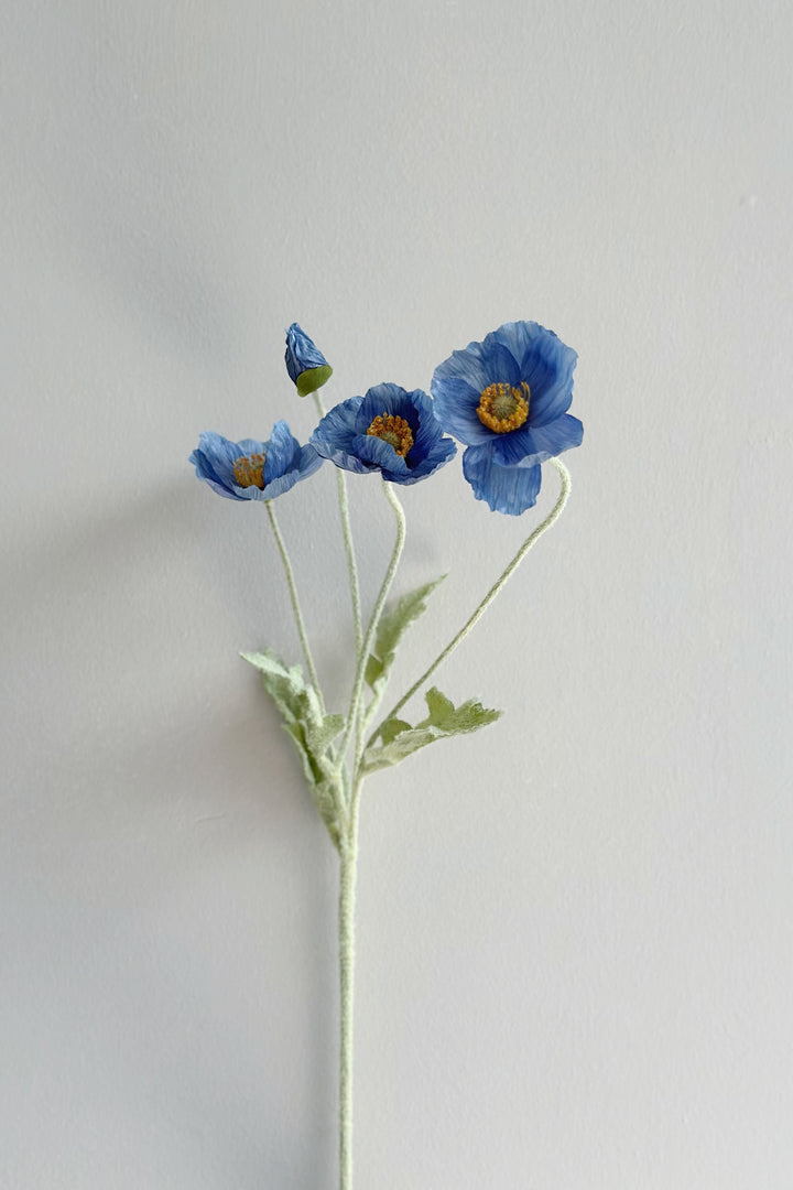 Pastel Poppy (6 colours)