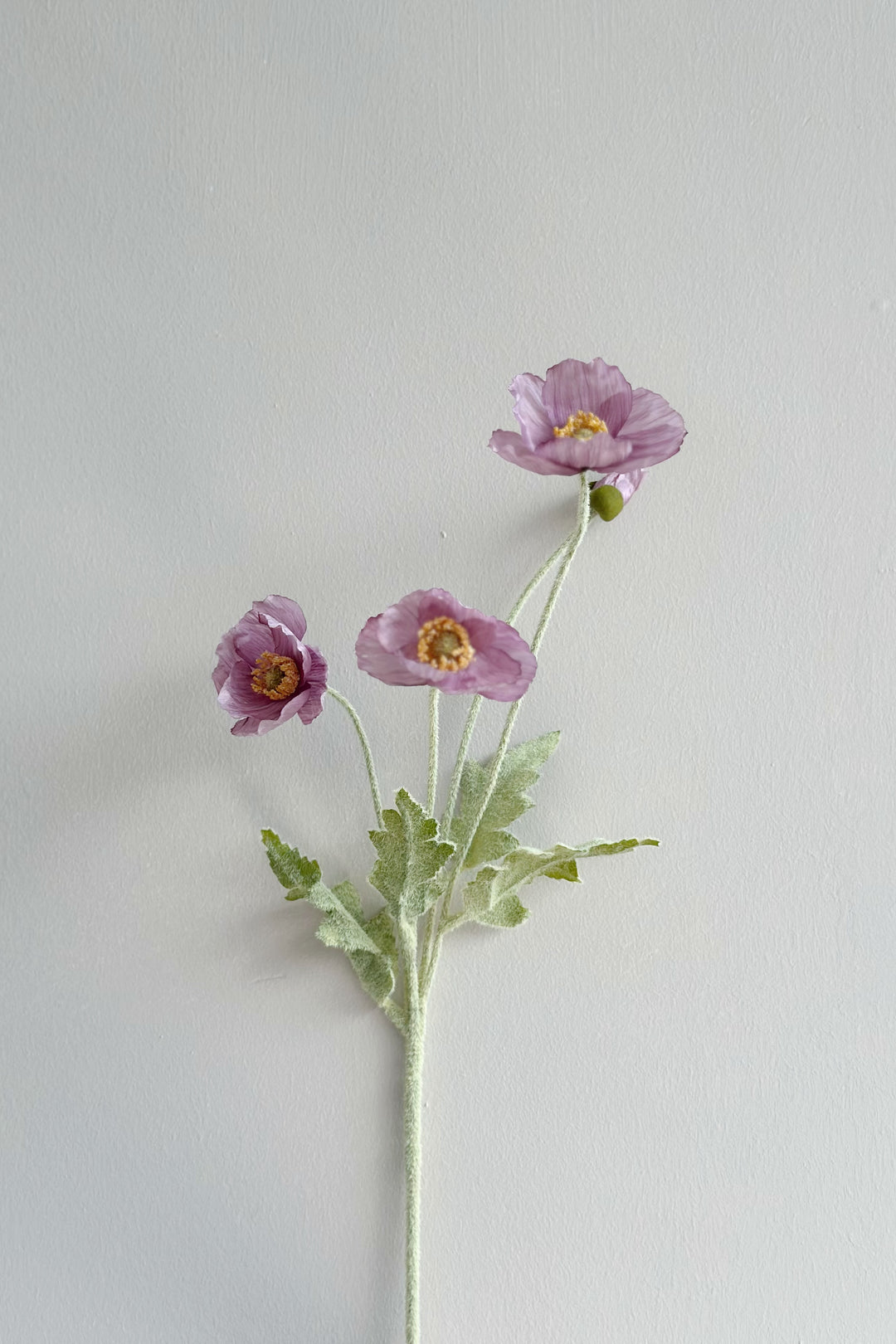 Pastel Poppy (6 colours)