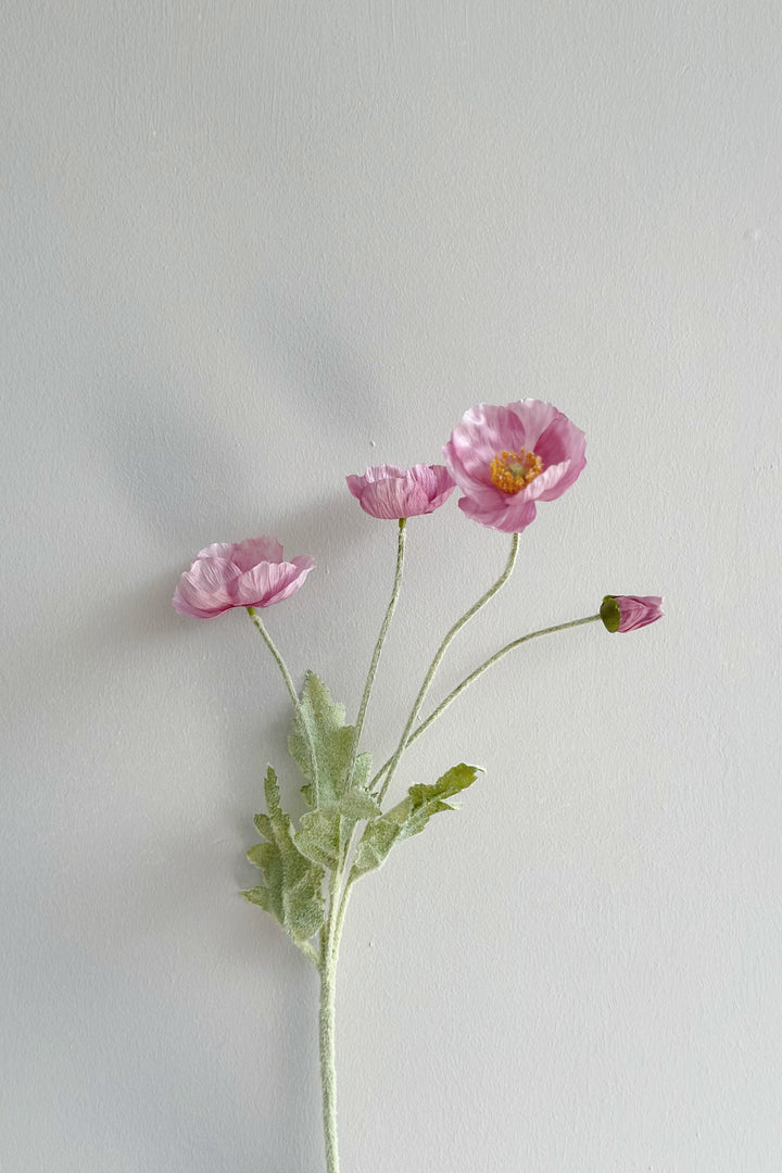 Pastel Poppy (6 colours)