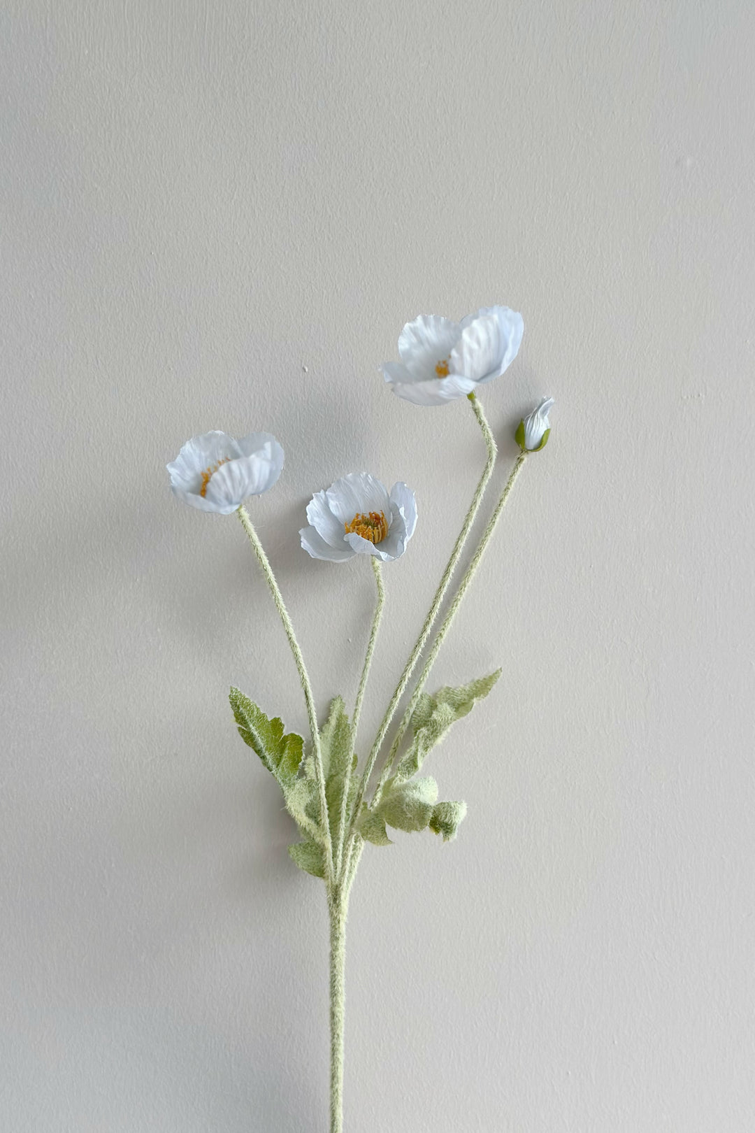 Pastel Poppy (6 colours)