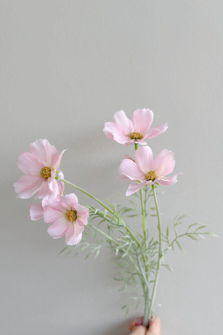 Garden Cosmos Flowers (5 colours)