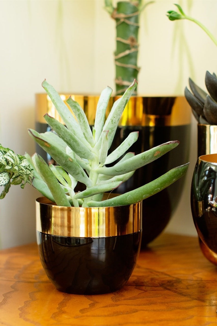 Polished Gold & Black Metal Planter Small