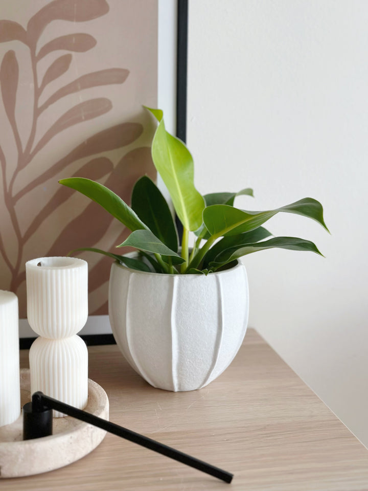 Coco Husk Flowerpot