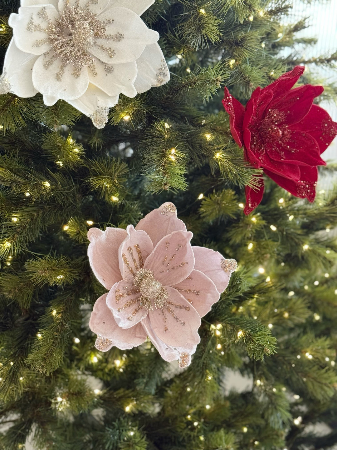 Velvet Radiance Poinsettia (4 colours)