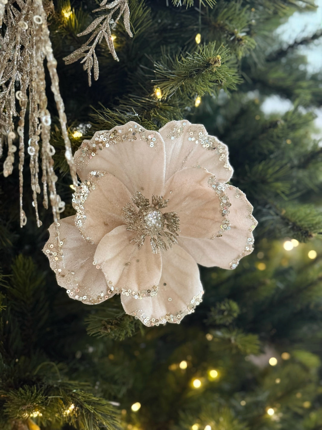 Champagne Blush Velvet Poinsettia