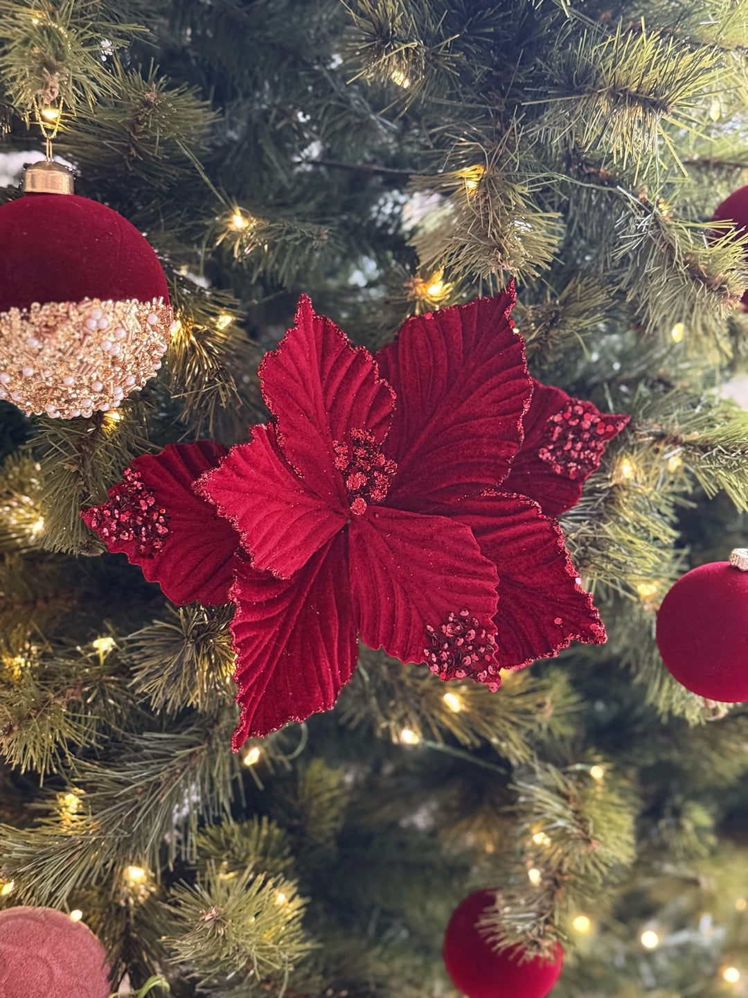 Crimson Velvet Poinsettia