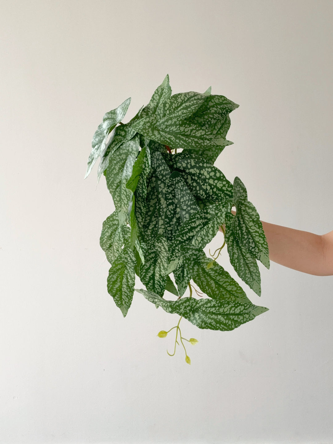 Faux Polka Dot Begonia Vine - 48cm