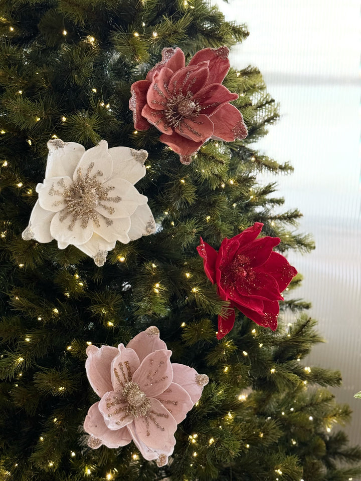 Velvet Radiance Poinsettia (4 colours)