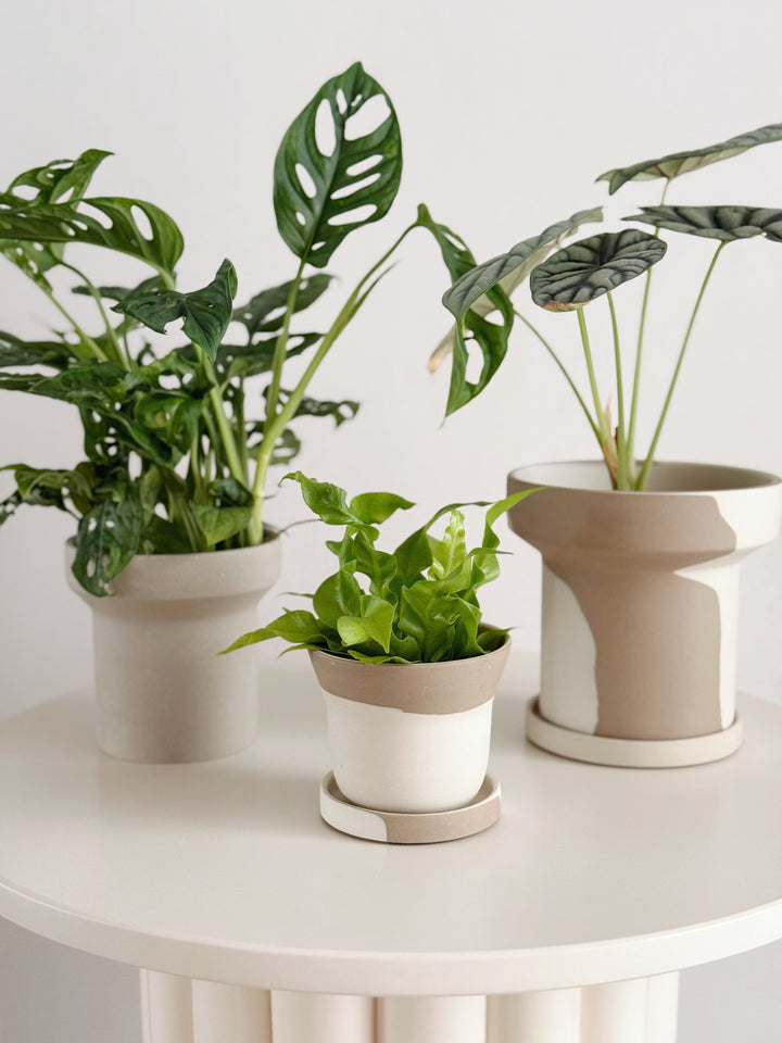 Ash Form Planter