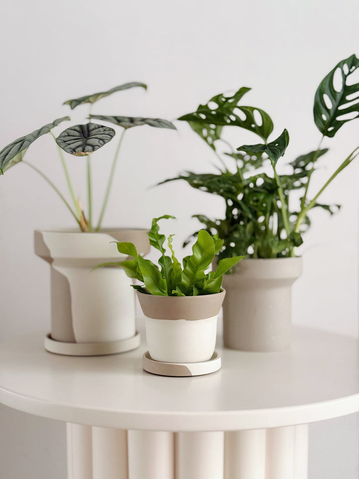 Ash Form Planter