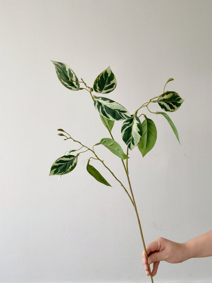 Faux Variegated Ficus Branch