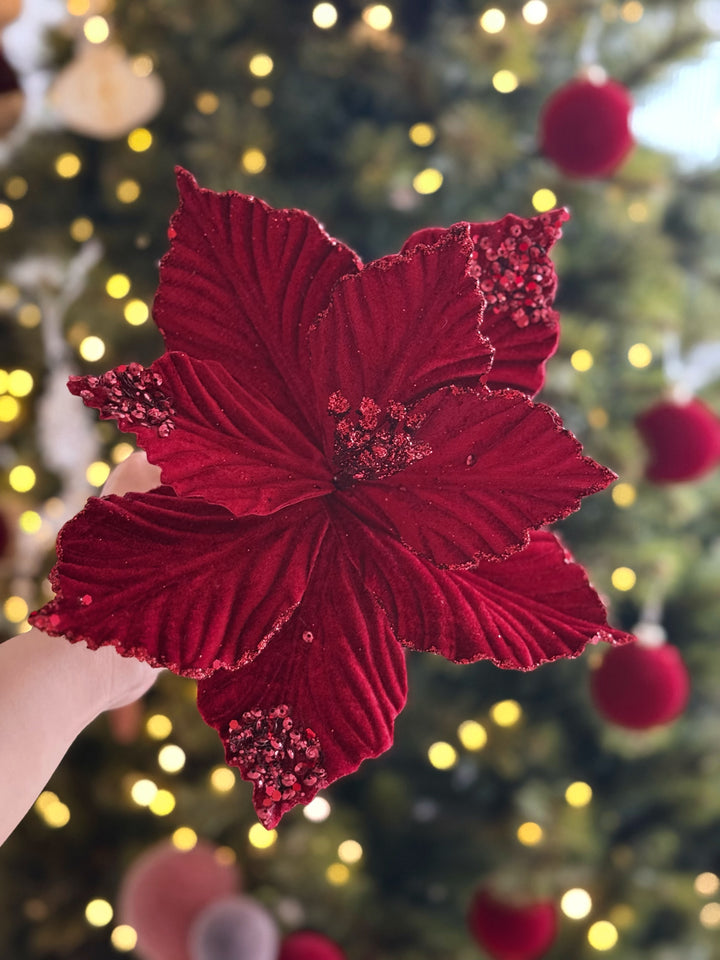 Crimson Velvet Poinsettia