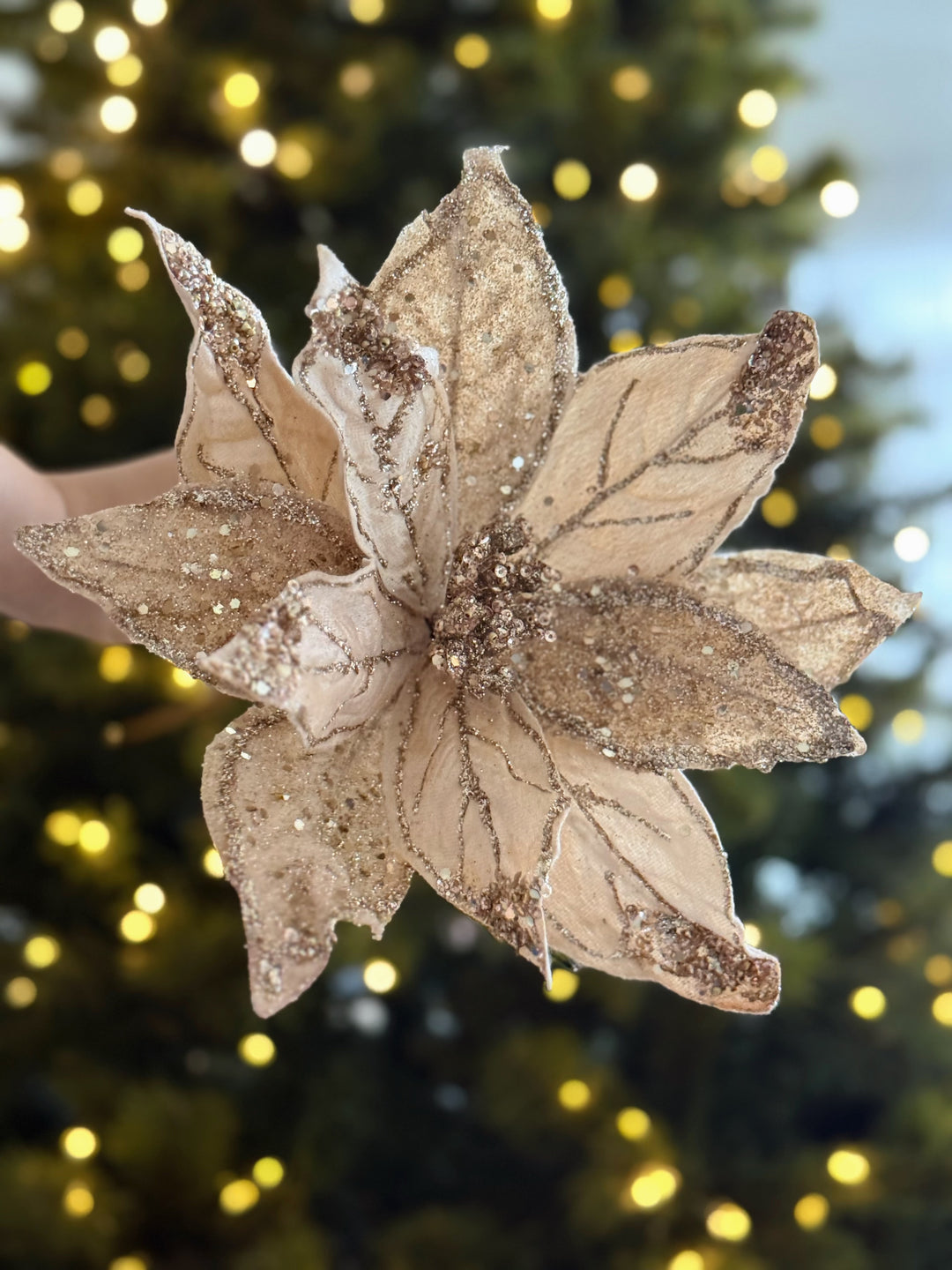 PRE-ORDER (19-23 Oct): Champagne Shimmer Faux Poinsettia