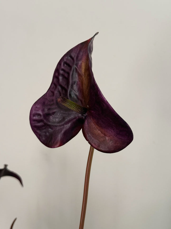 Velvet Nocturne Bloom in the Vase (1-sided)