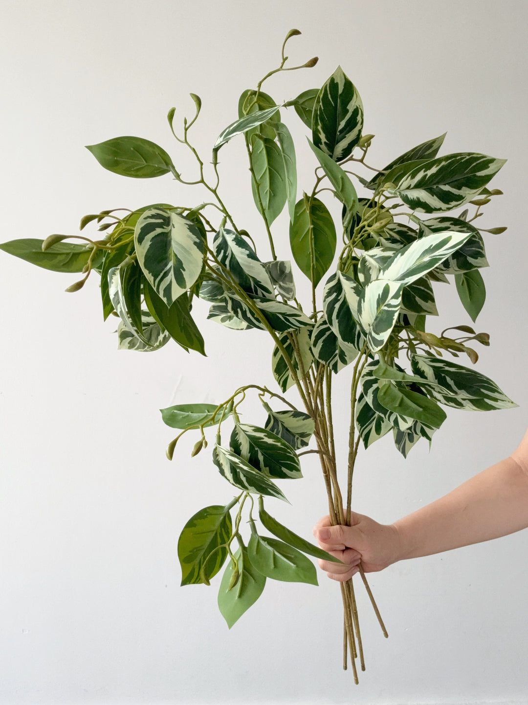 Faux Variegated Ficus Branch