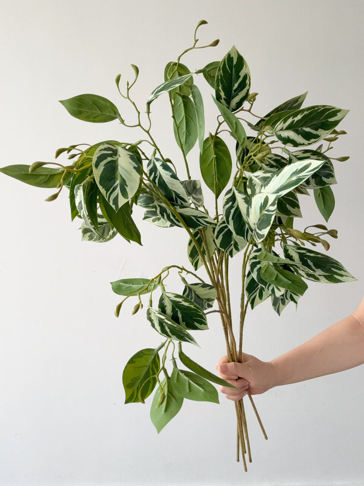 Faux Variegated Ficus Branch