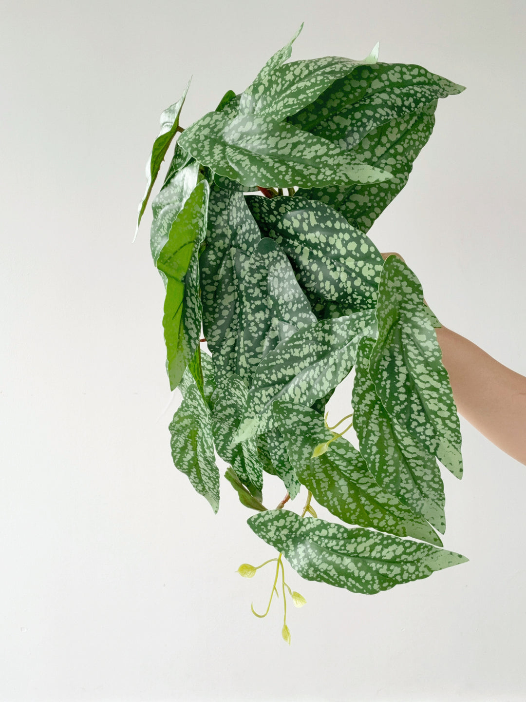 Faux Polka Dot Begonia Vine - 48cm