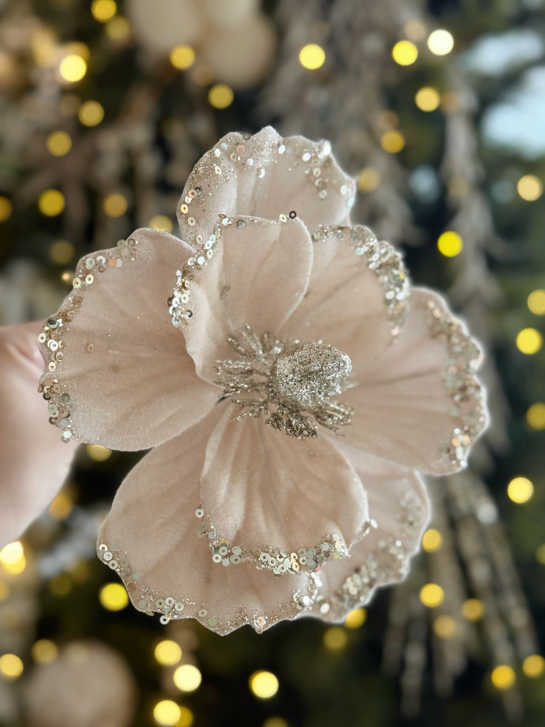 Champagne Blush Velvet Poinsettia