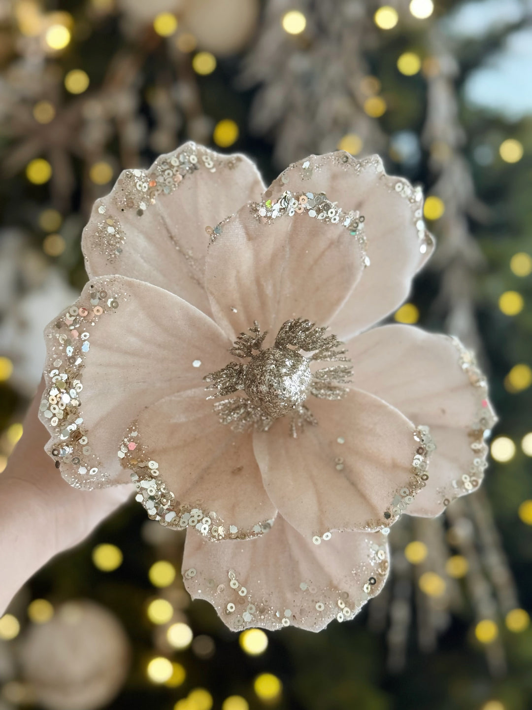 Champagne Blush Velvet Poinsettia