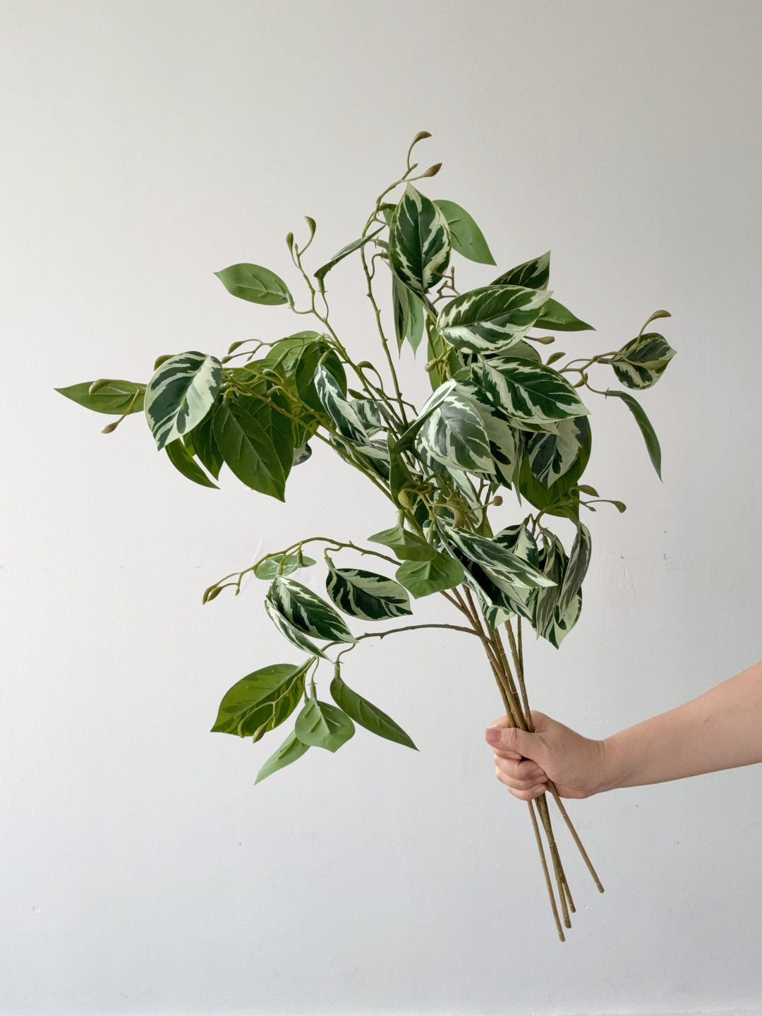 Faux Variegated Ficus Branch