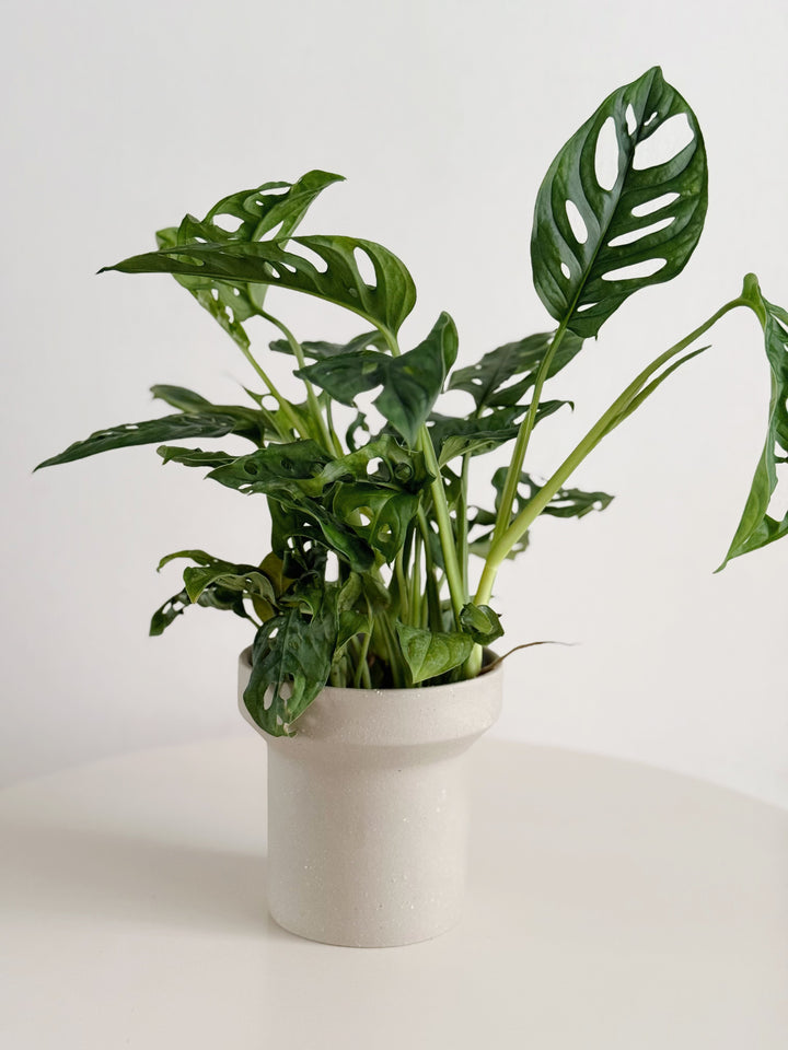 Ash Form Planter
