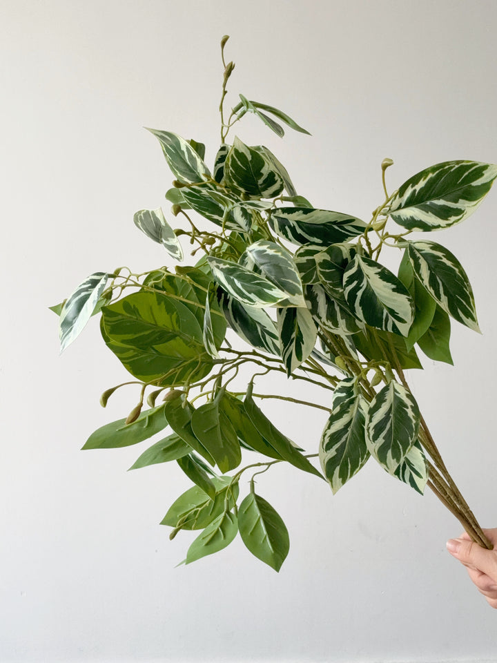 Faux Variegated Ficus Branch