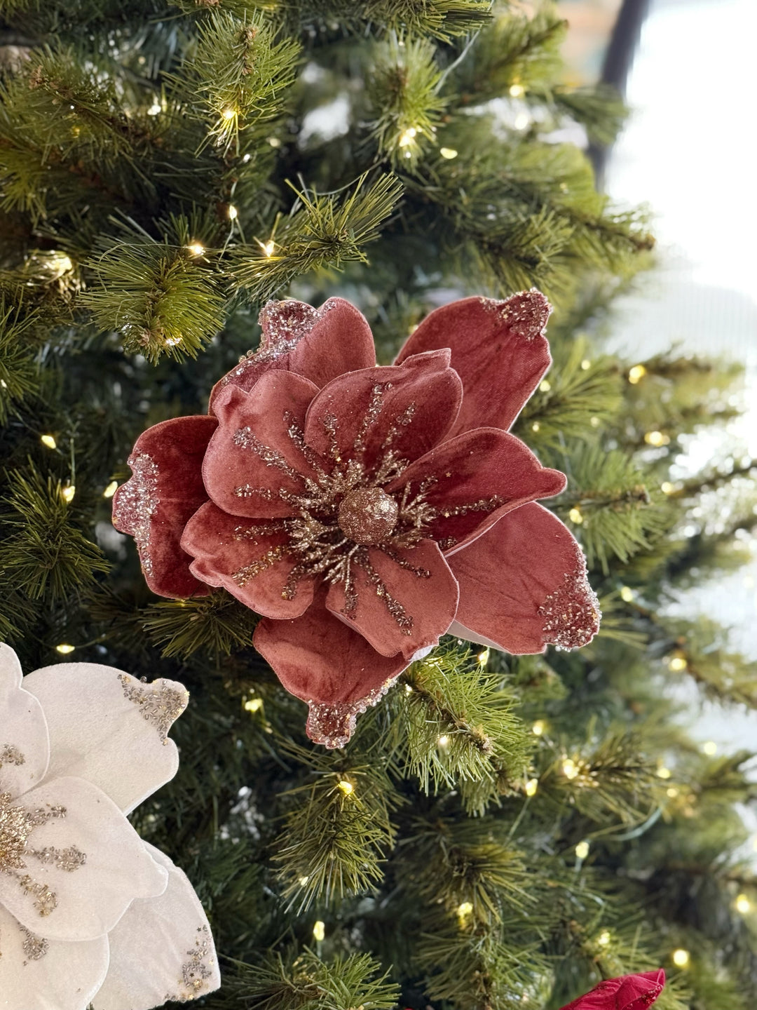 Velvet Radiance Poinsettia (4 colours)