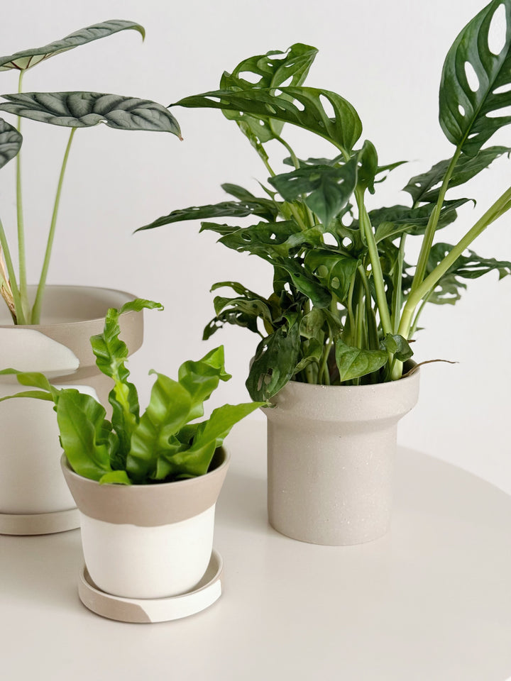Ash Form Planter