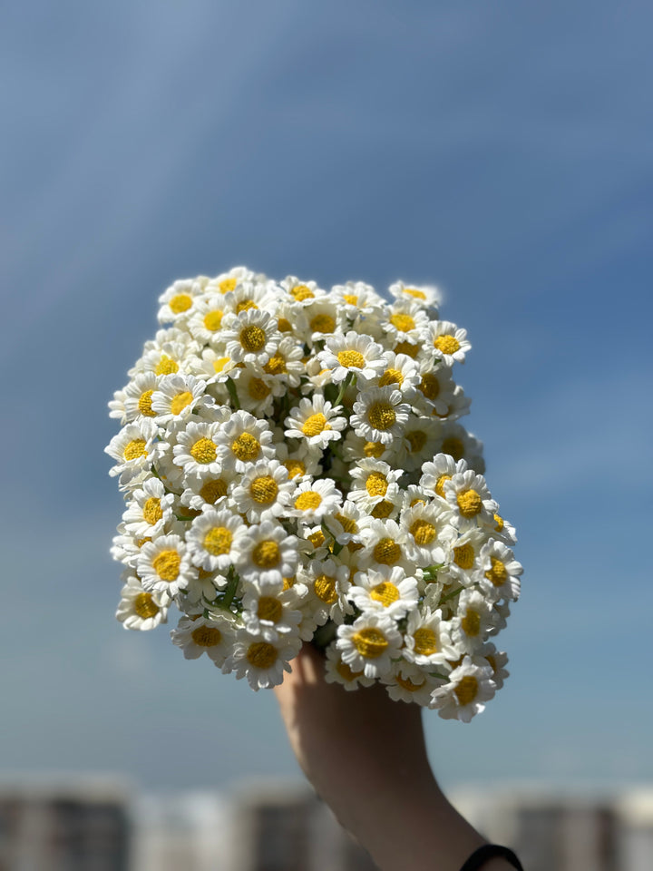 White Chamomile Flower Bundle (60 flowers)