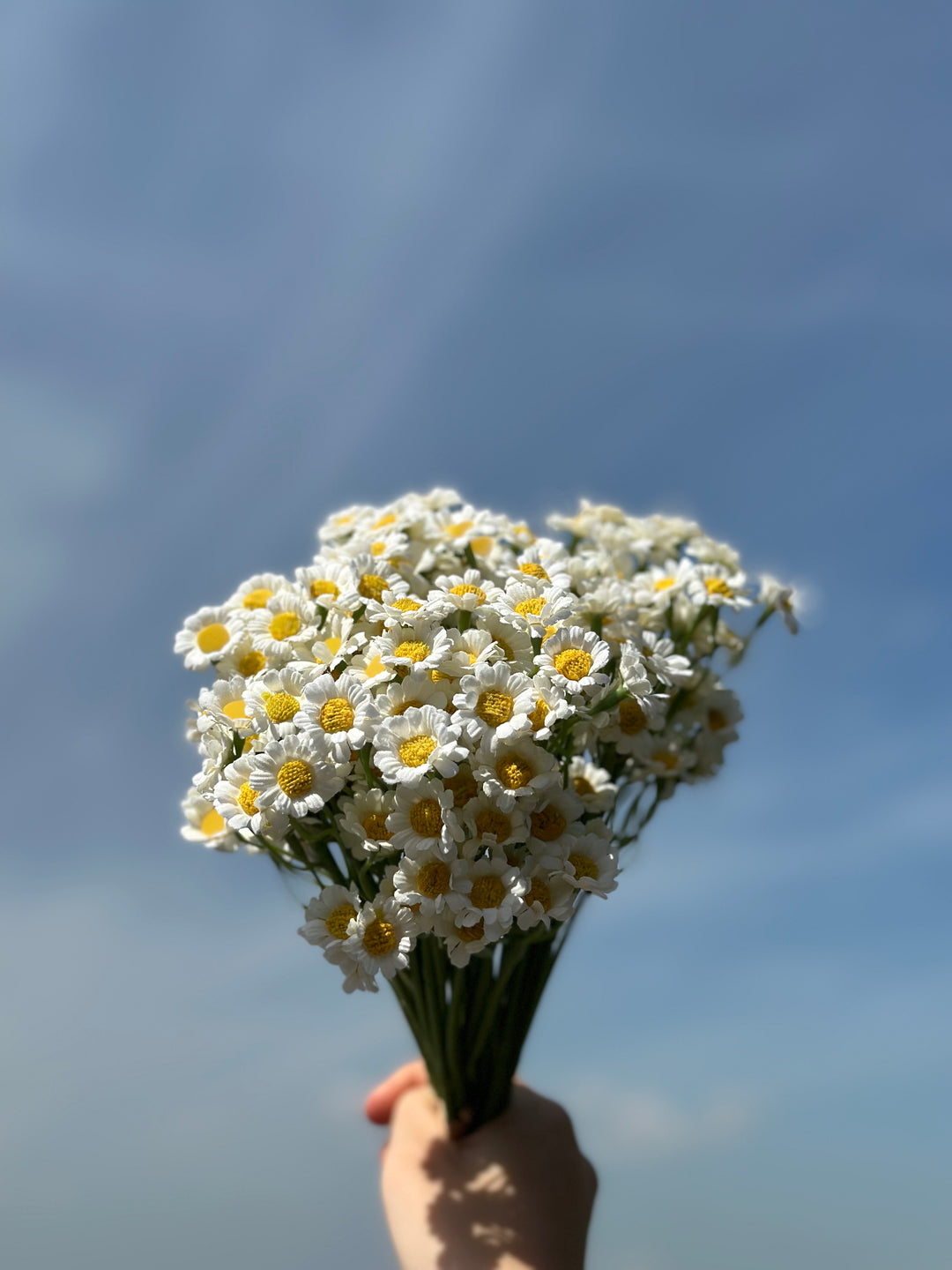 White Chamomile Flower Bundle (60 flowers)