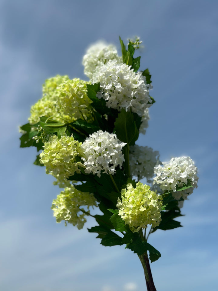 Snowball Viburnum Flowers (2 colours)