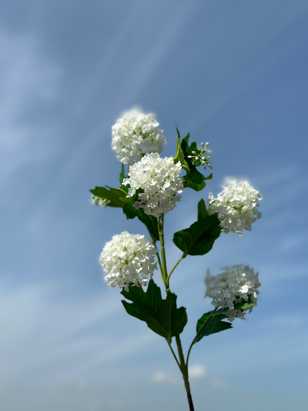 Snowball Viburnum Flowers (2 colours)