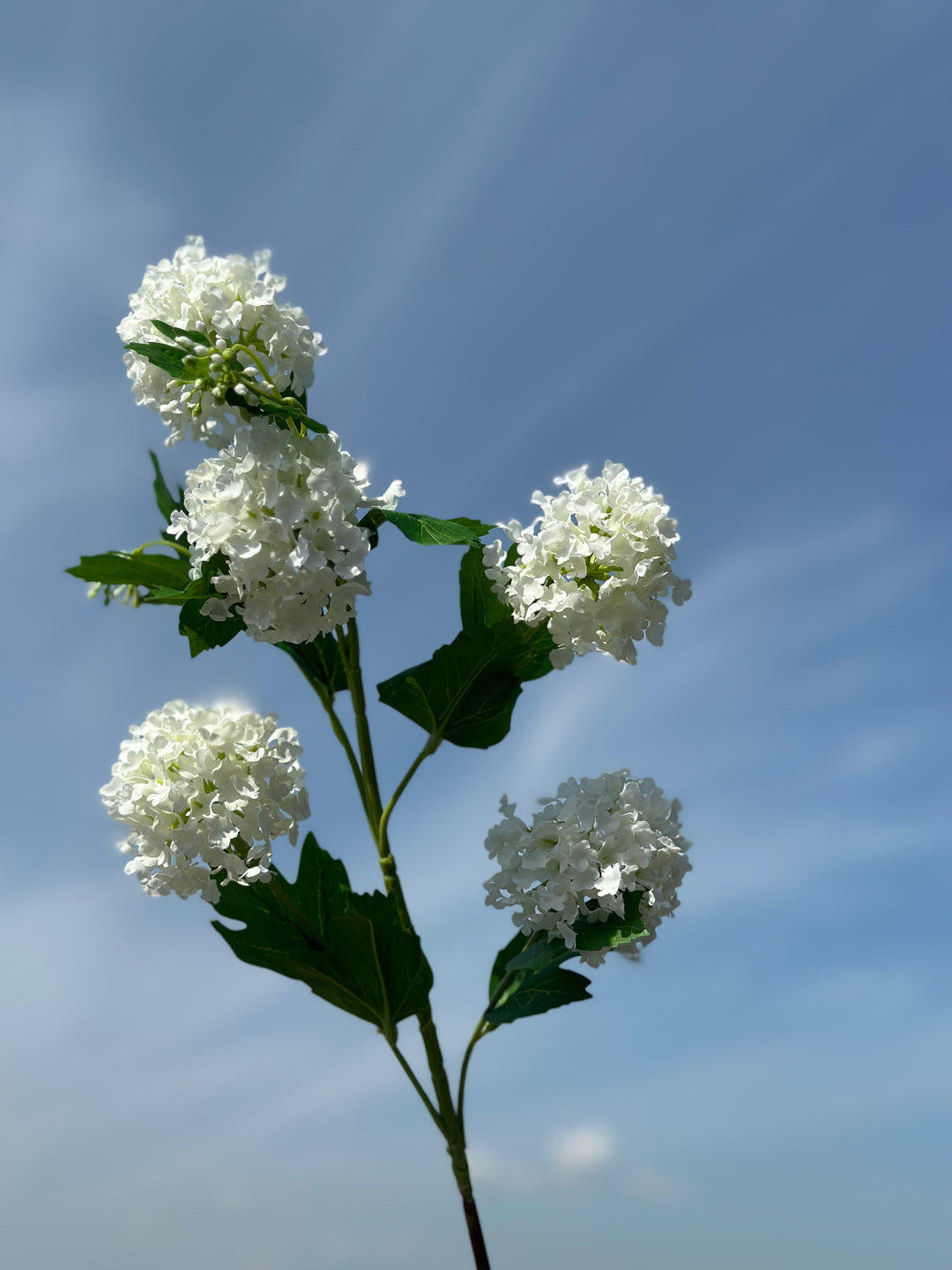 Snowball Viburnum Flowers (2 colours)