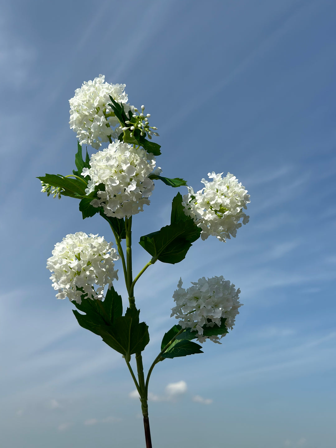 Snowball Viburnum Flowers (2 colours)