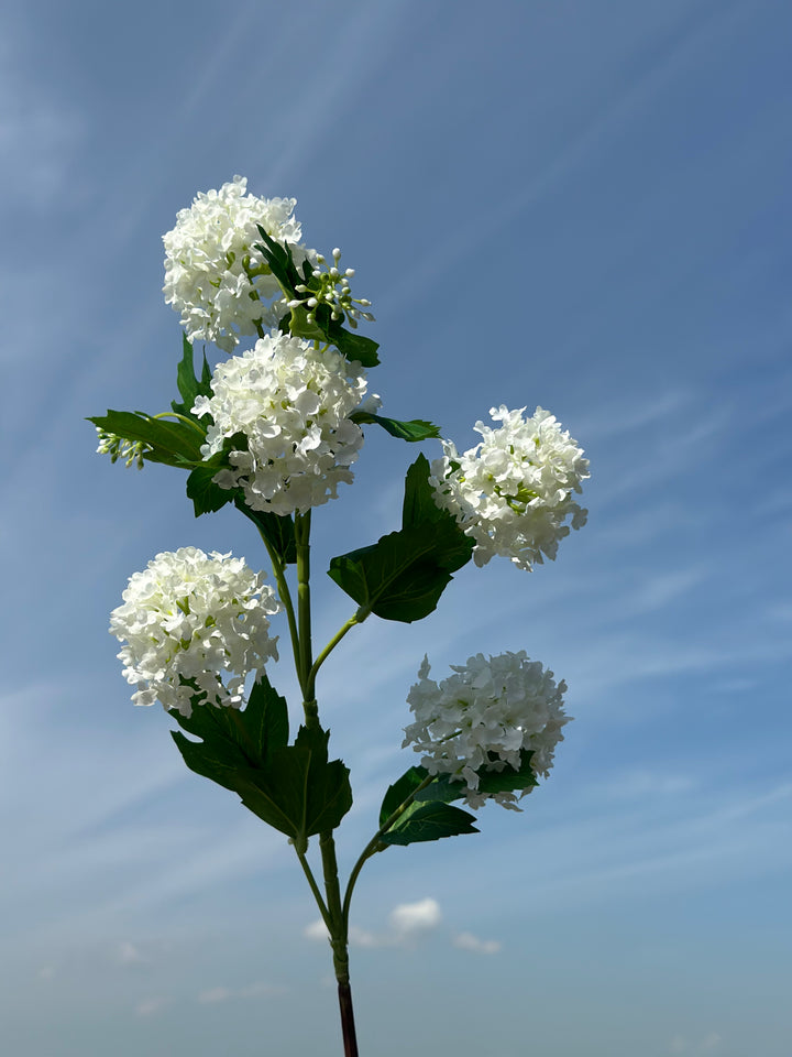 Snowball Viburnum Flowers (2 colours)