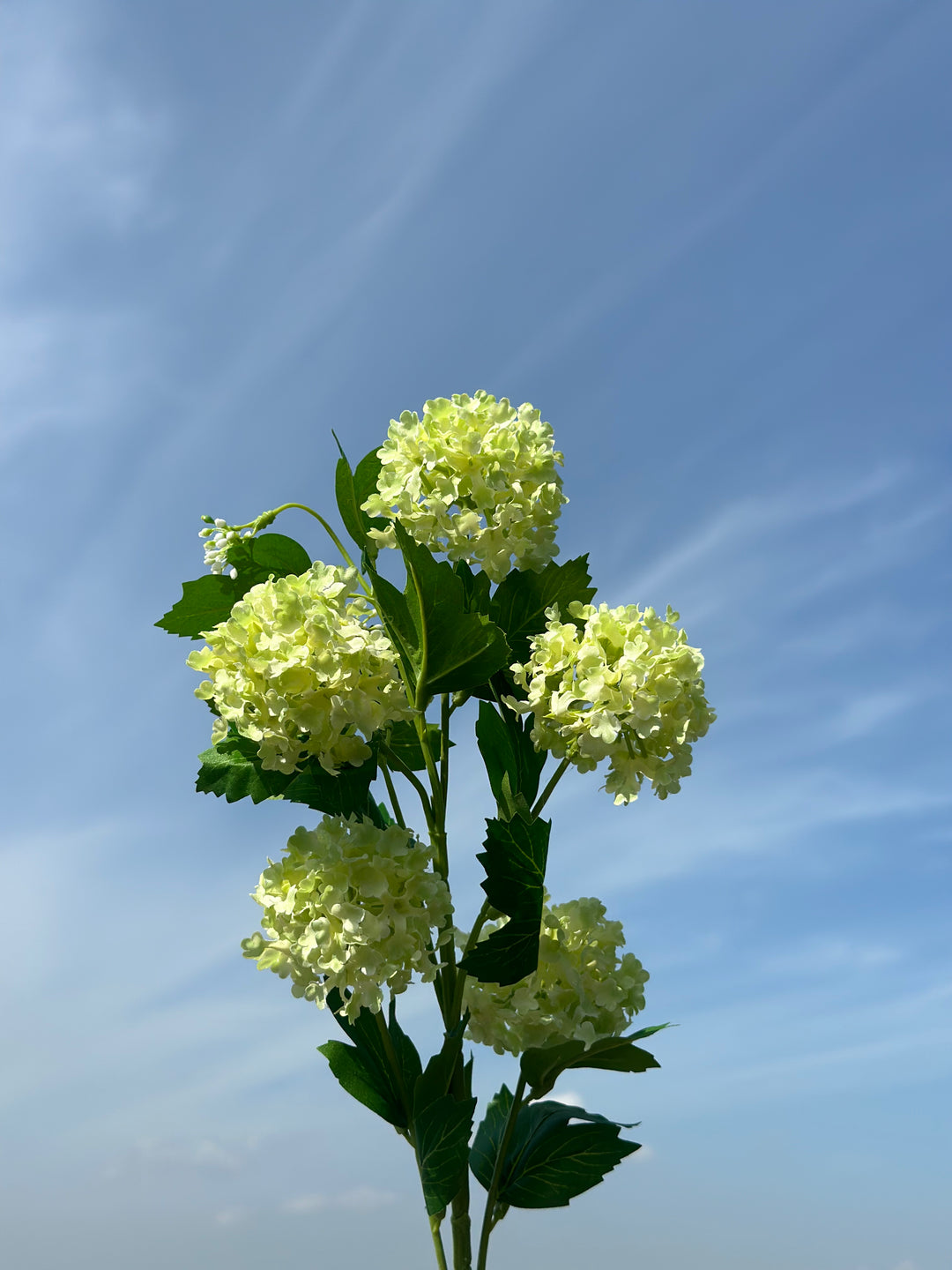 Snowball Viburnum Flowers (2 colours)